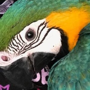 Meet your Posher, Marlo